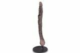 Fossil Sauropod (Camarasaurus) Femur with Metal Stand - Colorado #335471-1